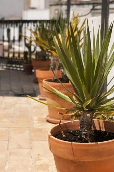Apartamentos Almirante Hoyos Sevilla Exteriör bild